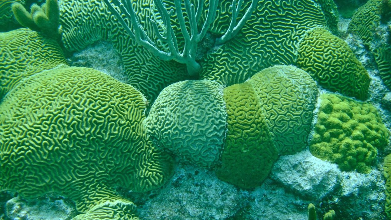 На дне океана