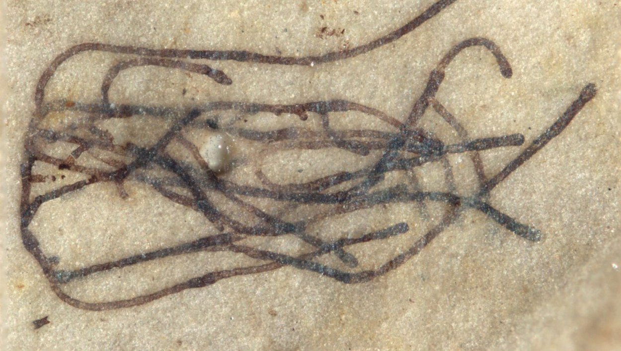 Кораллы царство