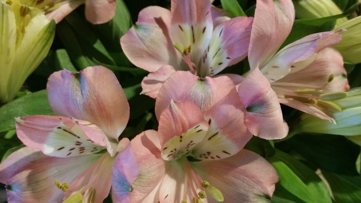 Лилия li la Albufeira pale Pink