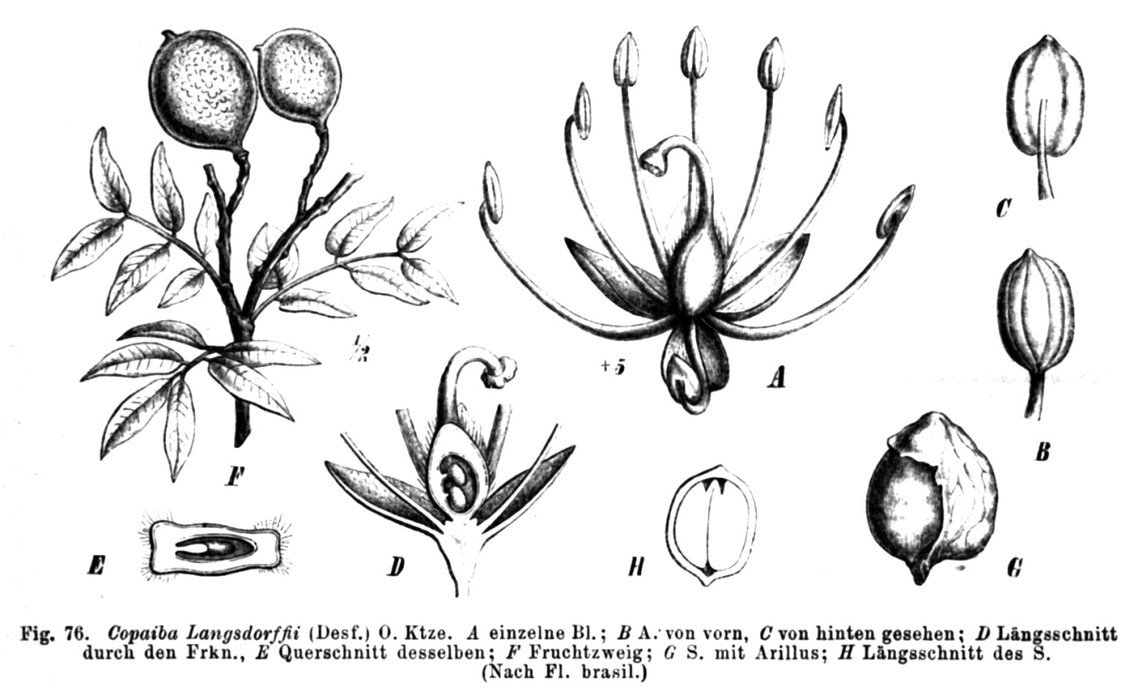Семейство лилейные плод. Копаифера Лангсдорфа. Присемянником (ариллусом);. Лилейные плоды плоды.