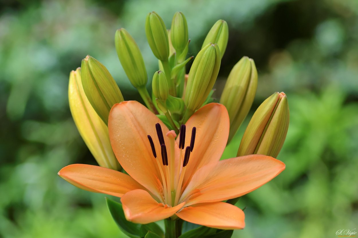 Бутоны лилейники