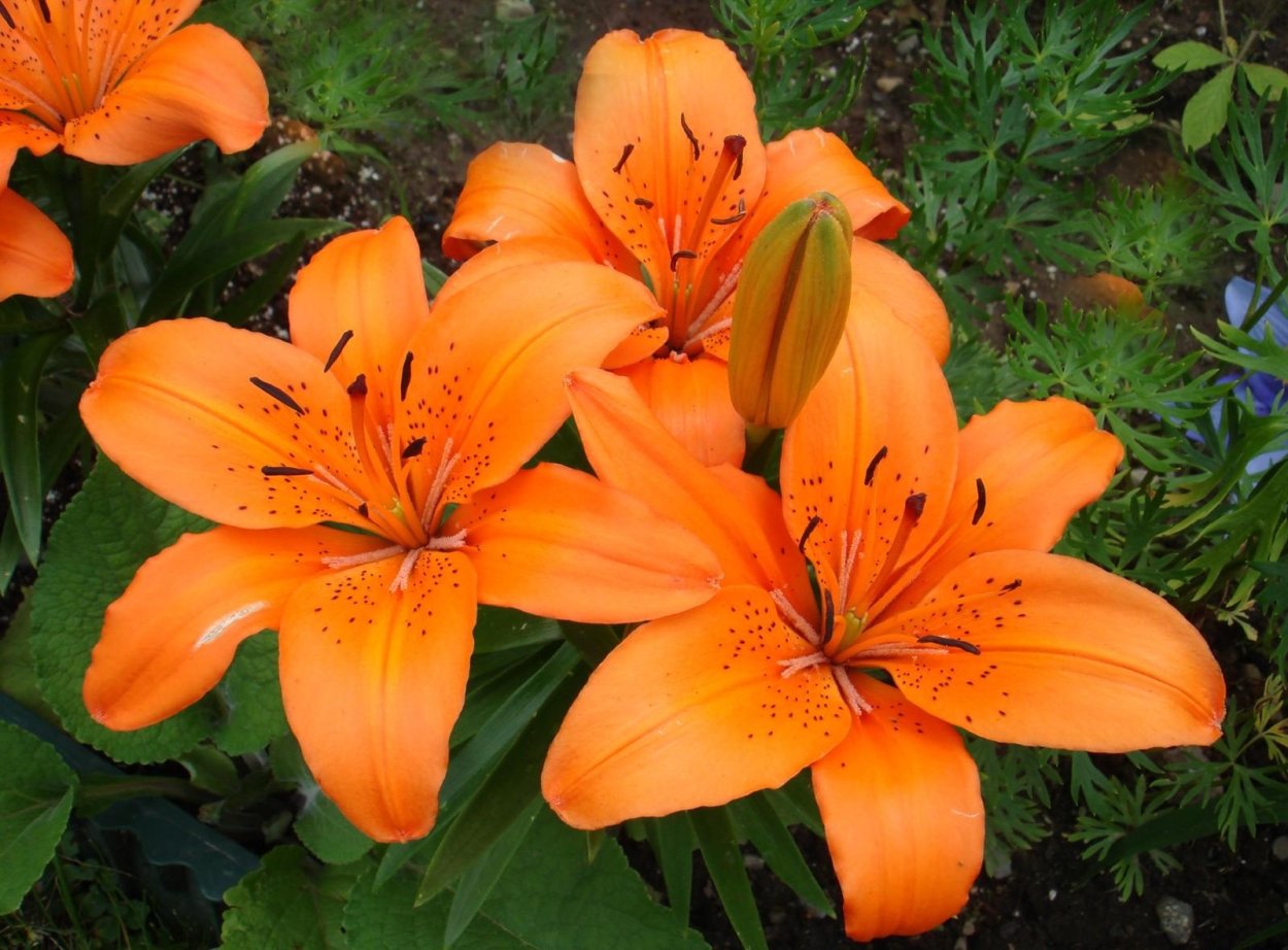 Лилия (Lilium) сем. Лилейные растение цветок