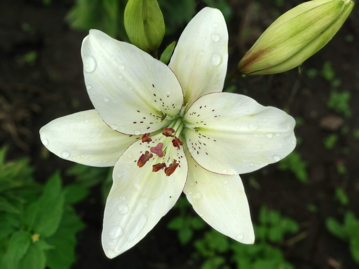 Лилия Азия айлайнер