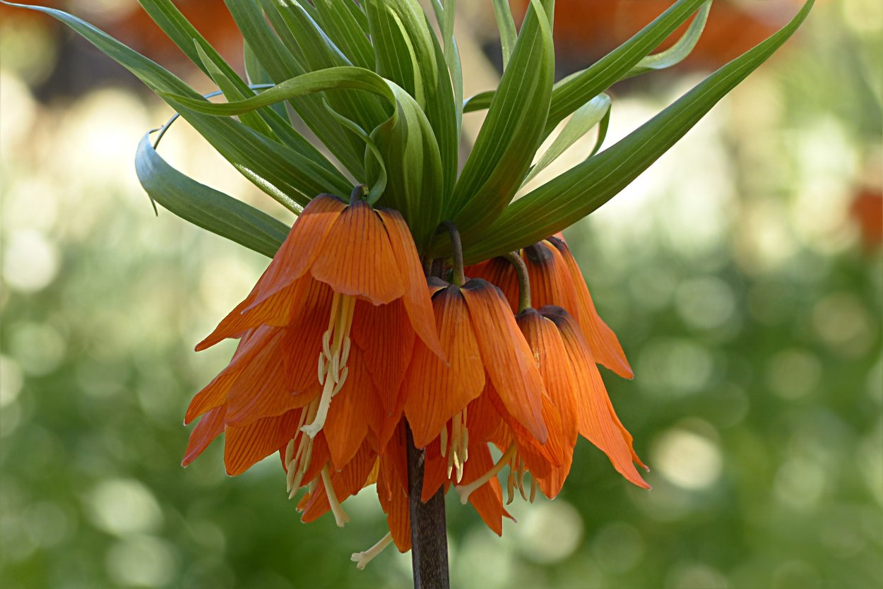 Рябчик Царская корона