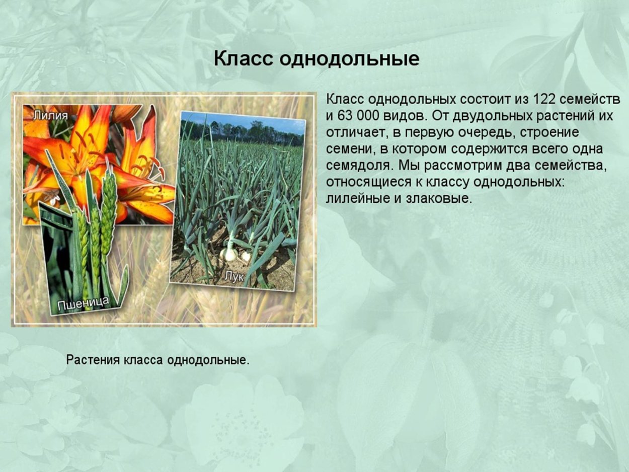 Однодольные злаковые и Лилейные