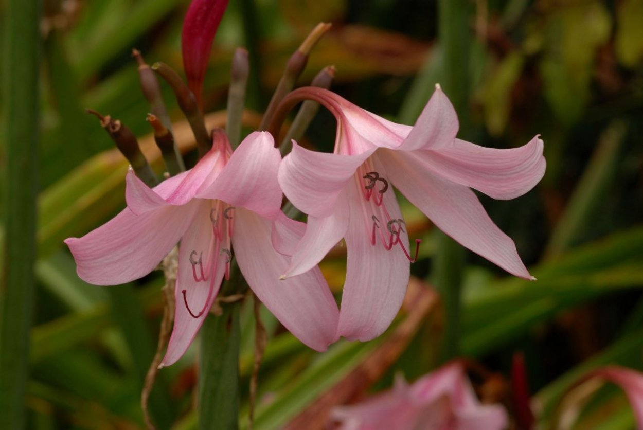 Лилия Астилла