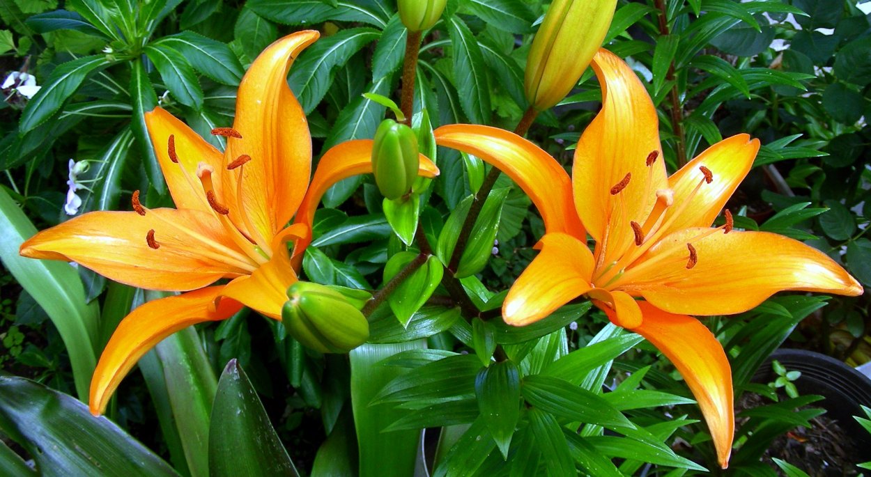 Семейство Лилейные Лилия