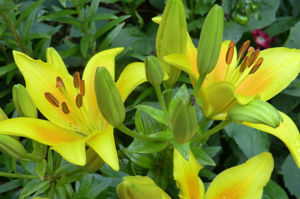 Цветок из семейства лилий