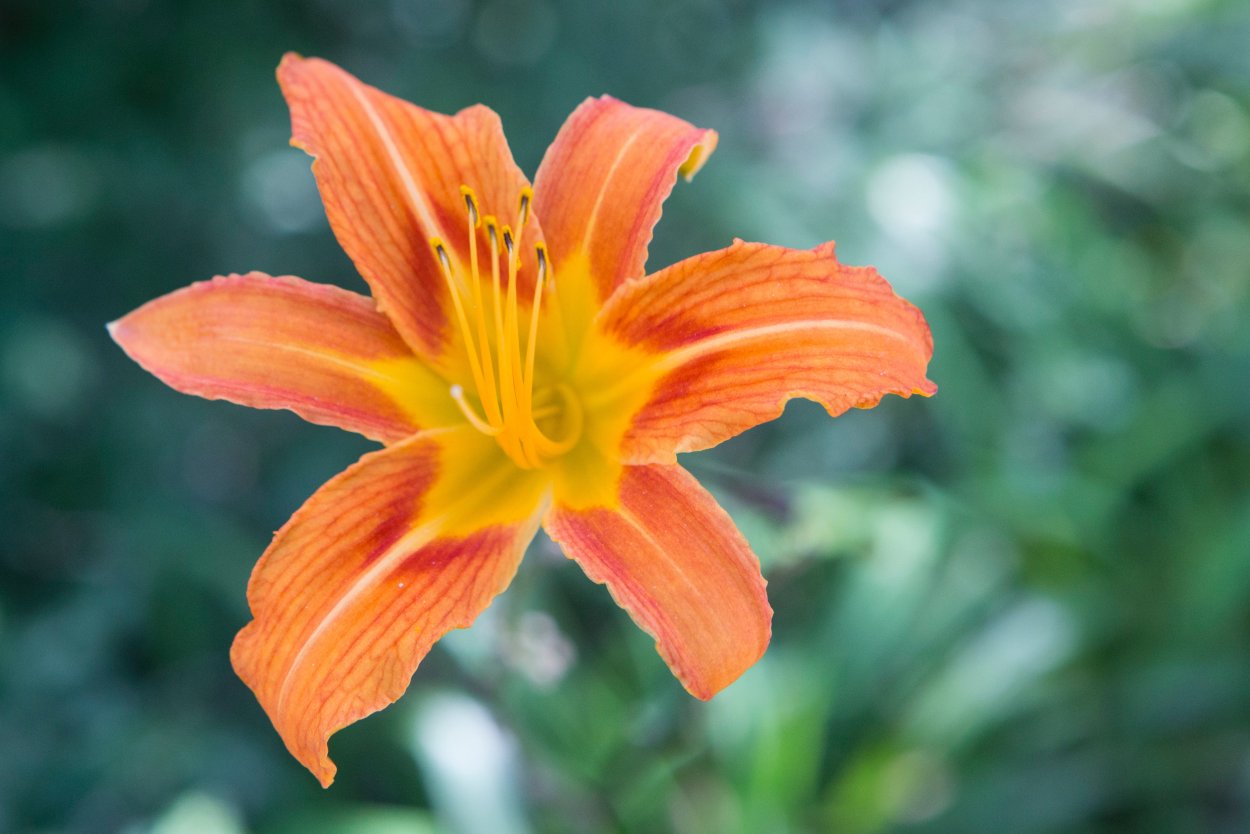 Благоухающая оранжевая Лилия