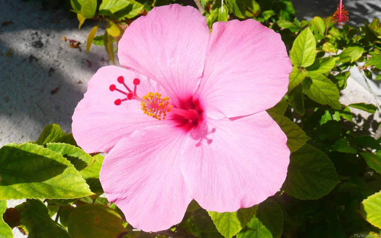 Hibiscus 4. Мугунхва Корея. Гибискус Южная Корея. Мугунхва гибискус. Мугунхва национальный цветок Кореи.