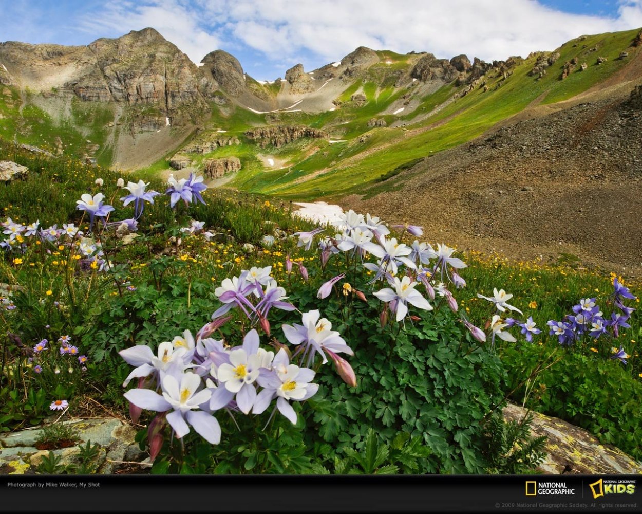 Горный Алтай Альпийские Луга