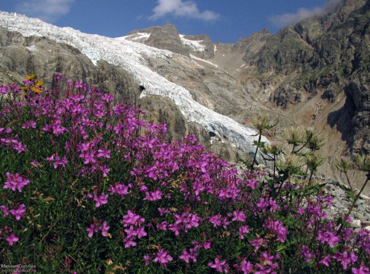 Кабардино-Балкарский высокогорный заповедник Флора