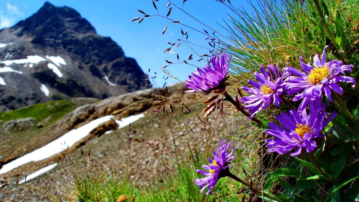 Альпийская Астра Зюраткуль