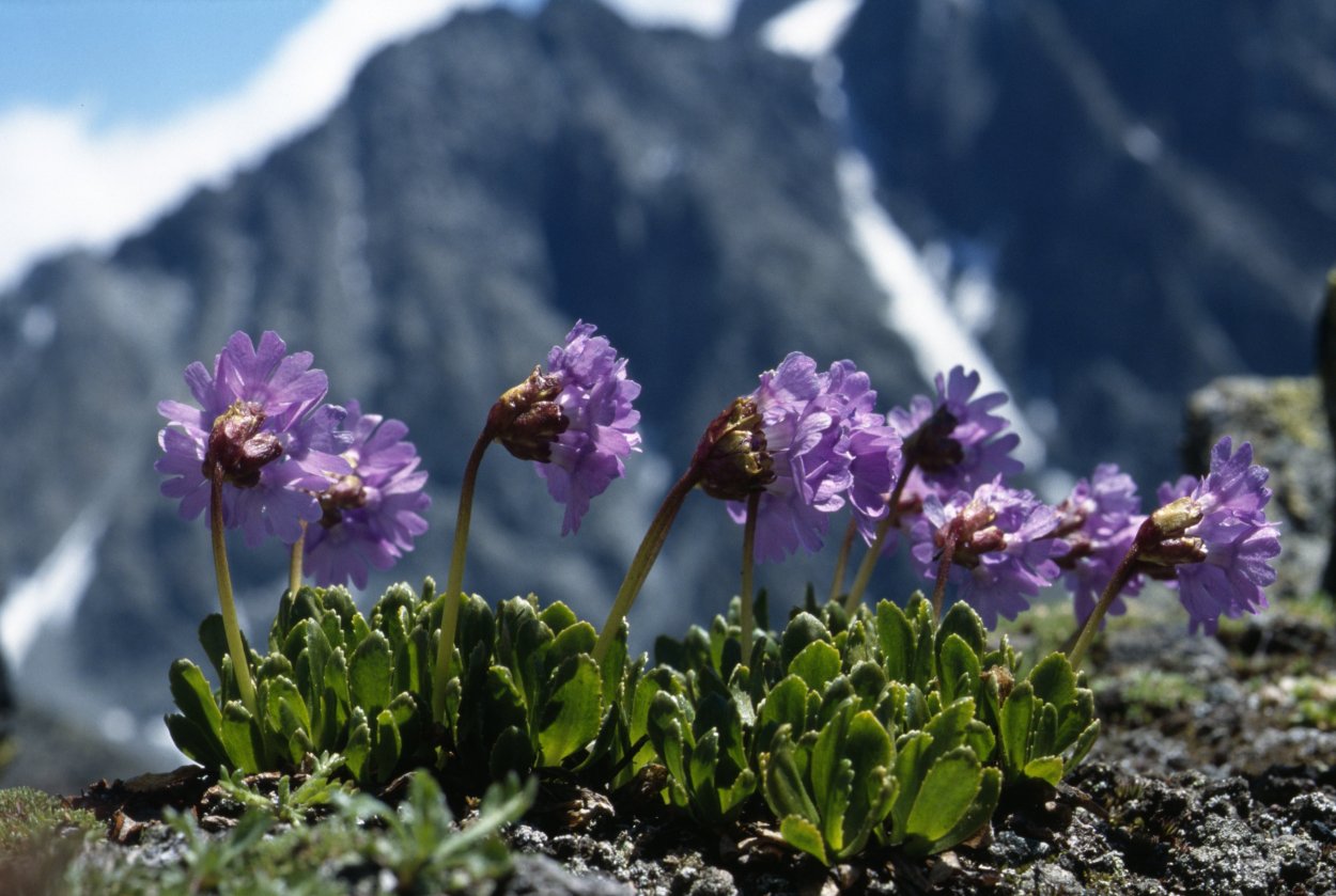 Горные первоцветы Кавказа