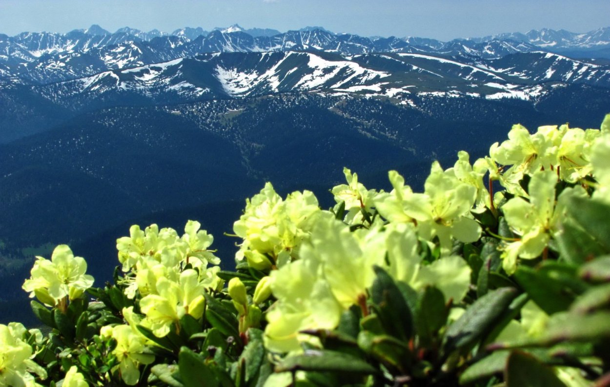 Рододендрон кавказский заповедник