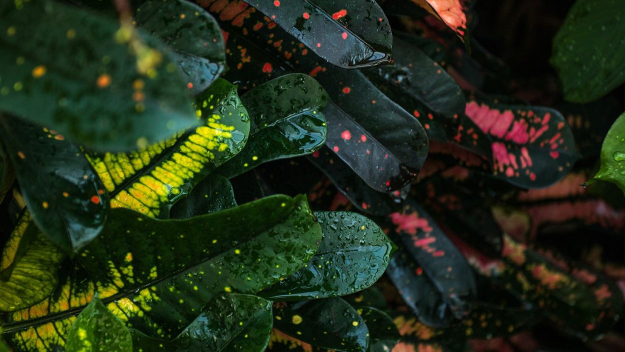 Красивый лист с пятнами