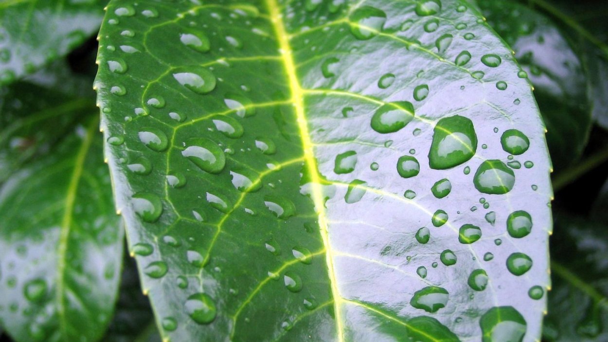 Листья с каплями воды