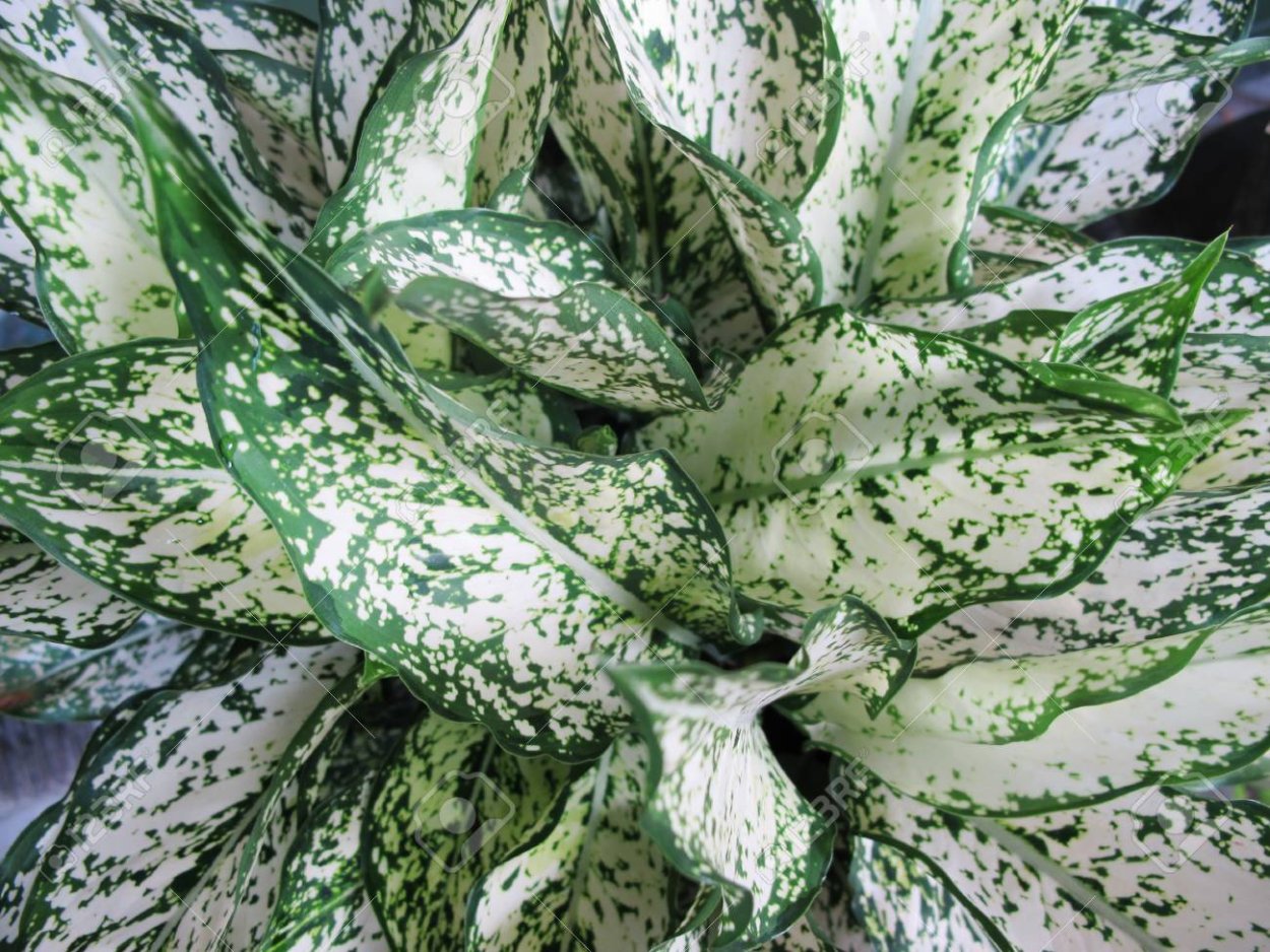 Цветок зеленые листья с белыми пятнами