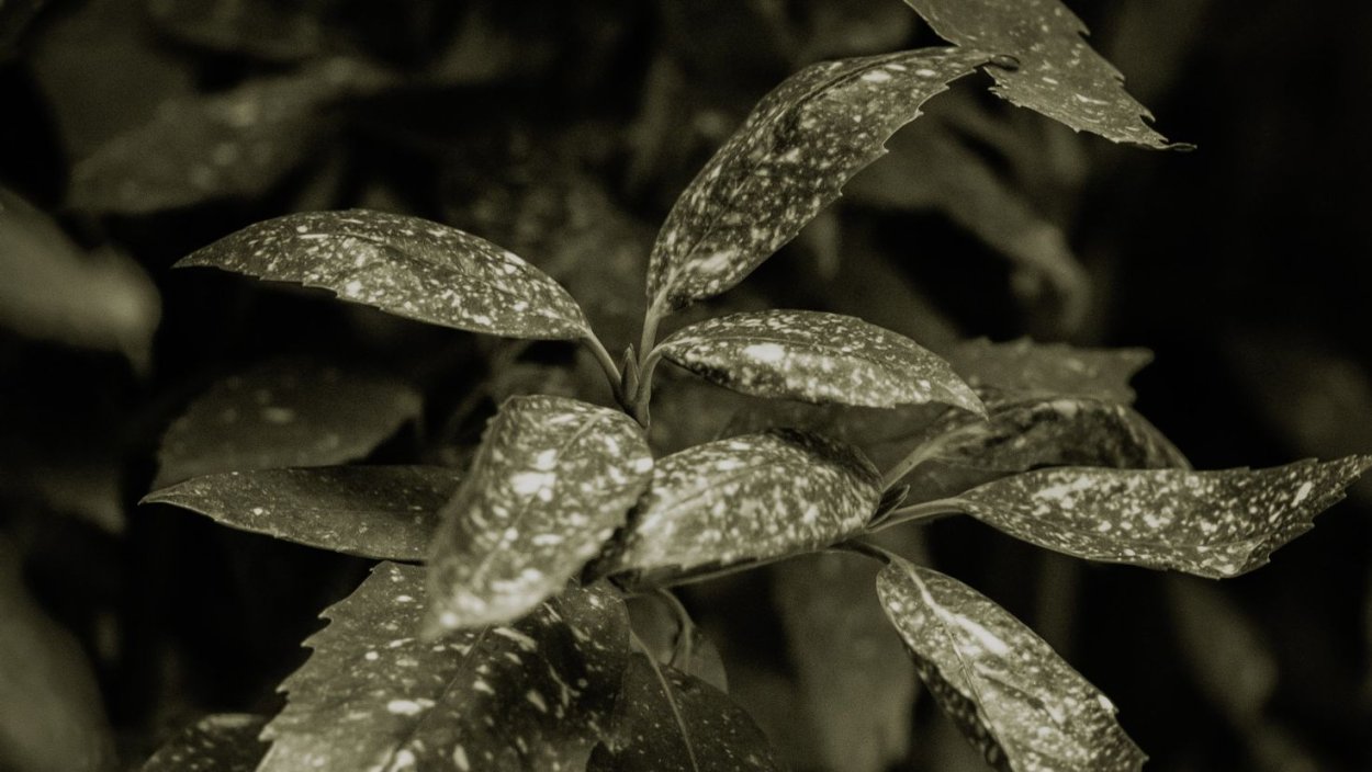 Белые пятна на листьях