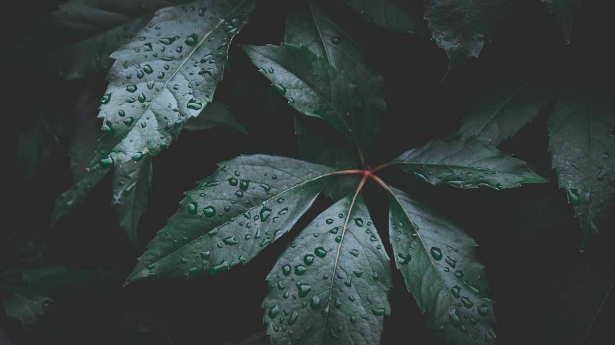 Фон мокрые листья