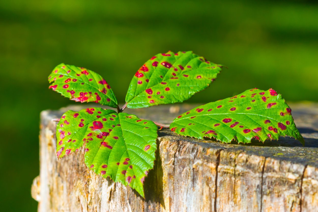 Черная пятнистость марсонина