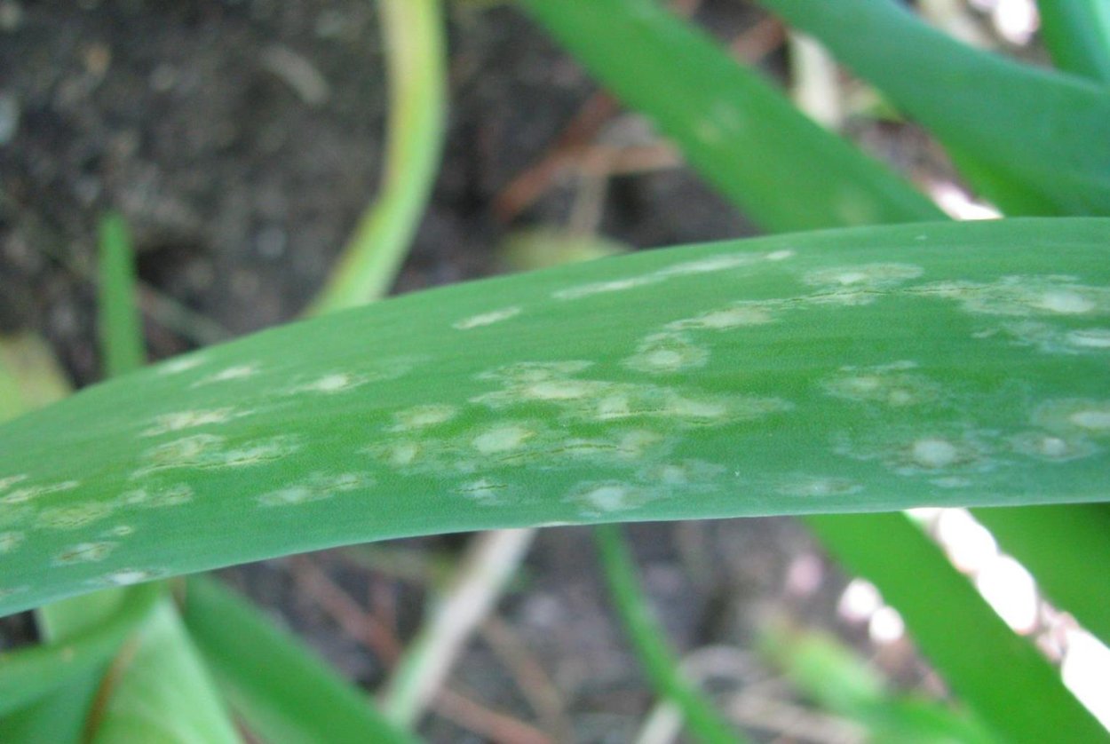 Войлочный клещ — виноградный зудень