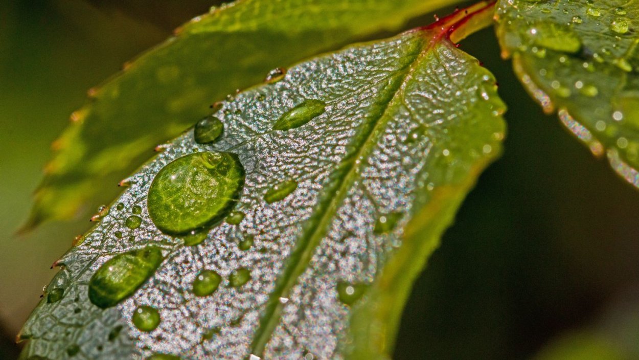 Дримиопсис полосатый