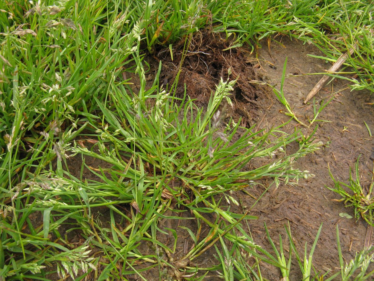 Мятлик Луговой