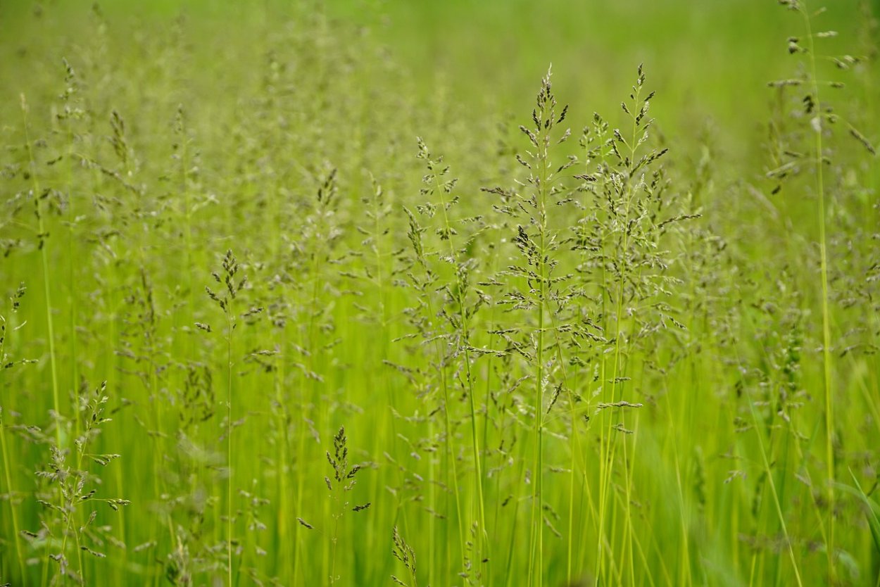 Мятлик Луговой