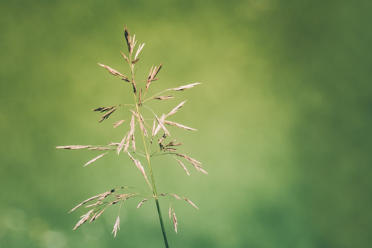 Ежа сборная (Dactylis glomerata)