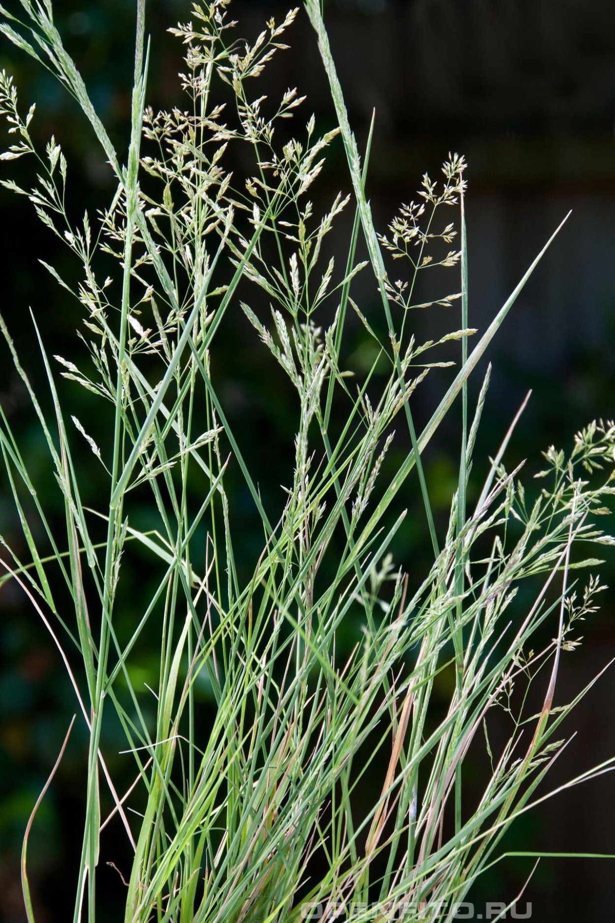 Мятлик Луговой (POA praténsis)