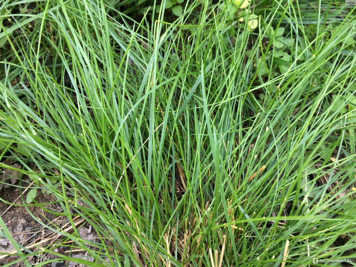 Полевица волосовидная