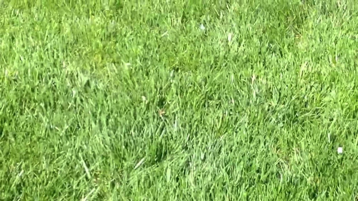 Полевица побегообразующая