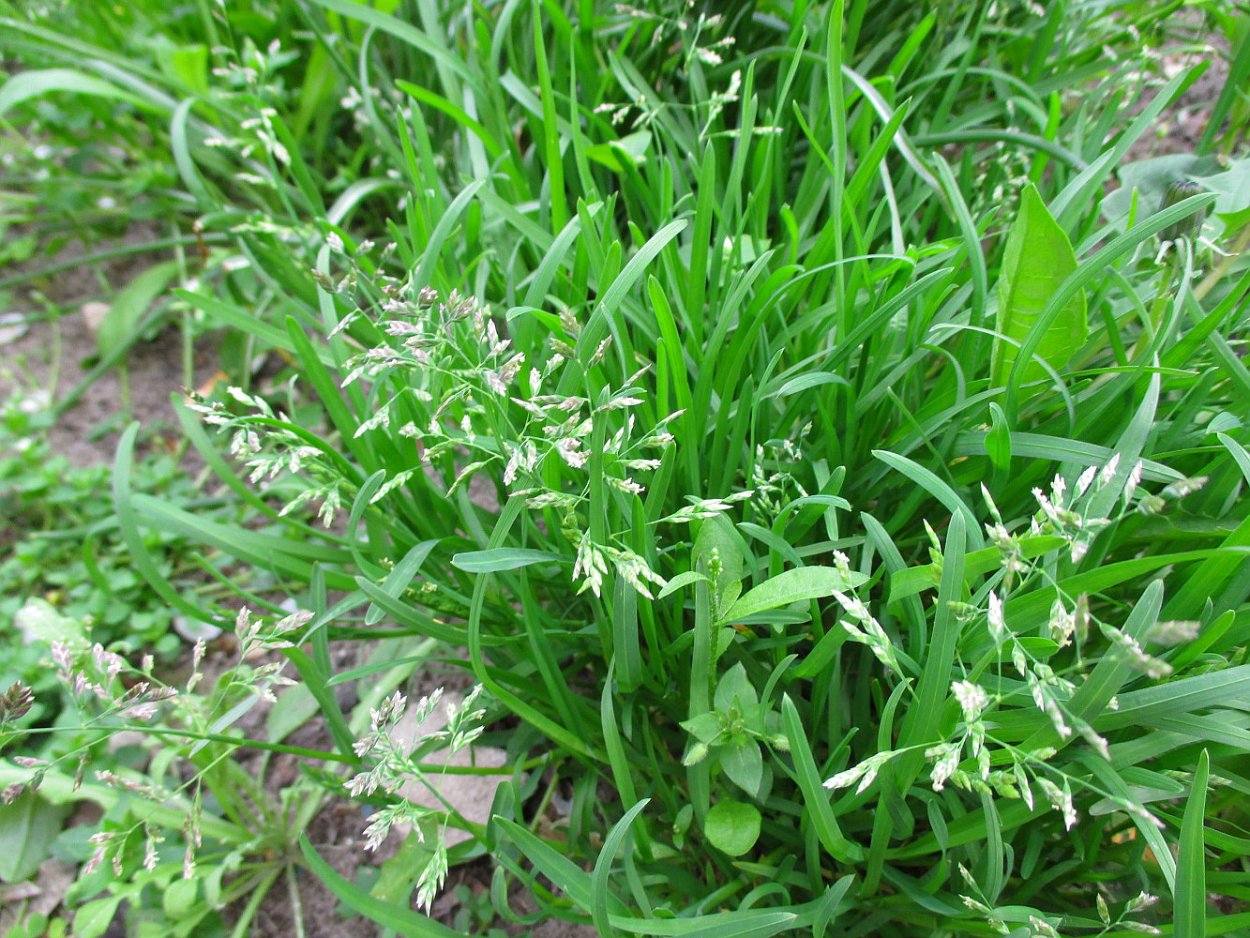 Мятлик Луговой злаки