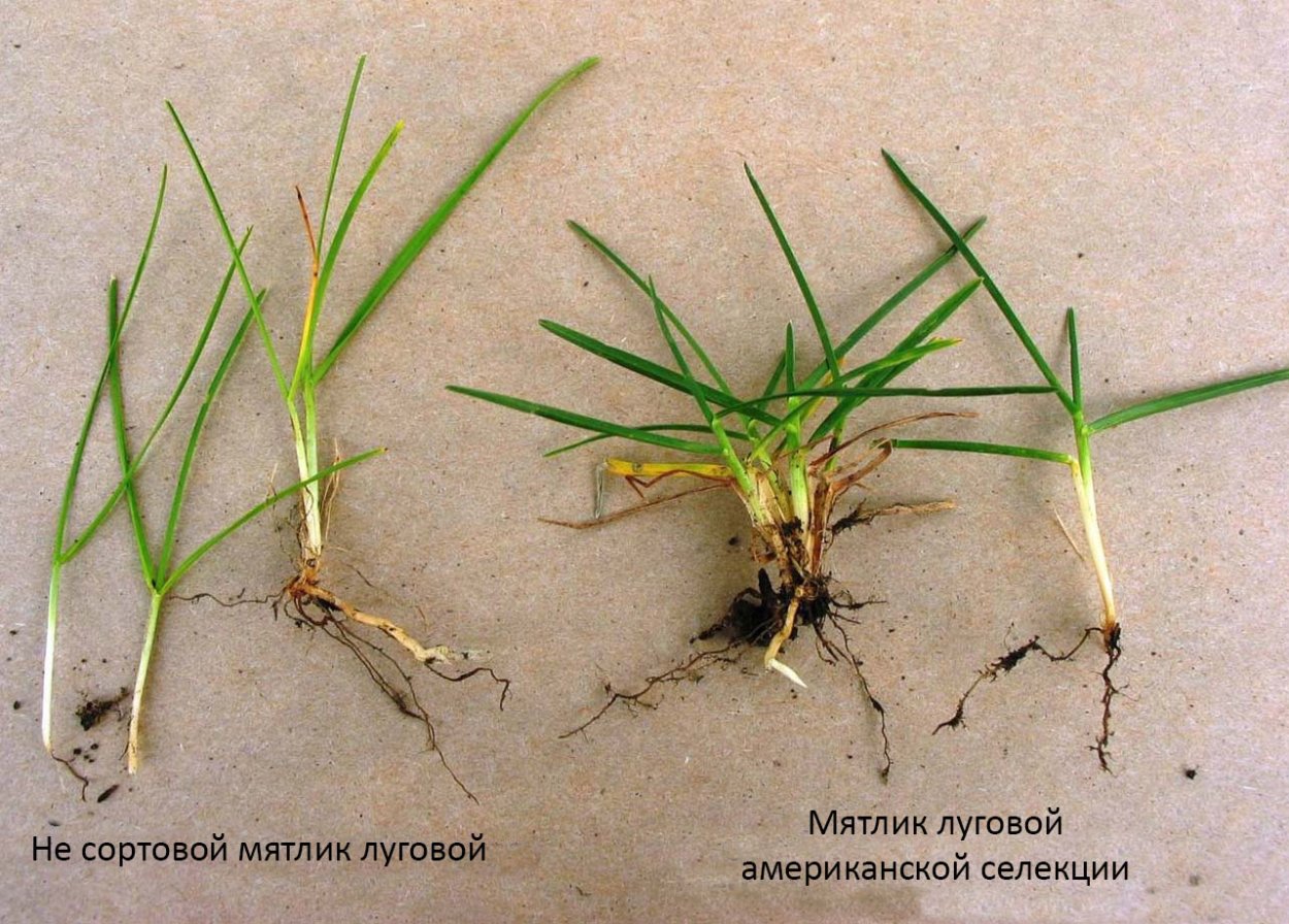 Мятлик Луговой для газона