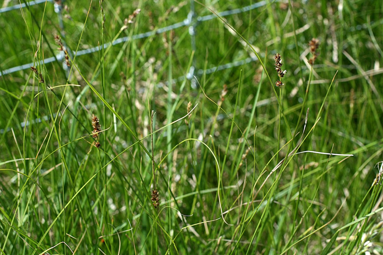 Ветивер трава