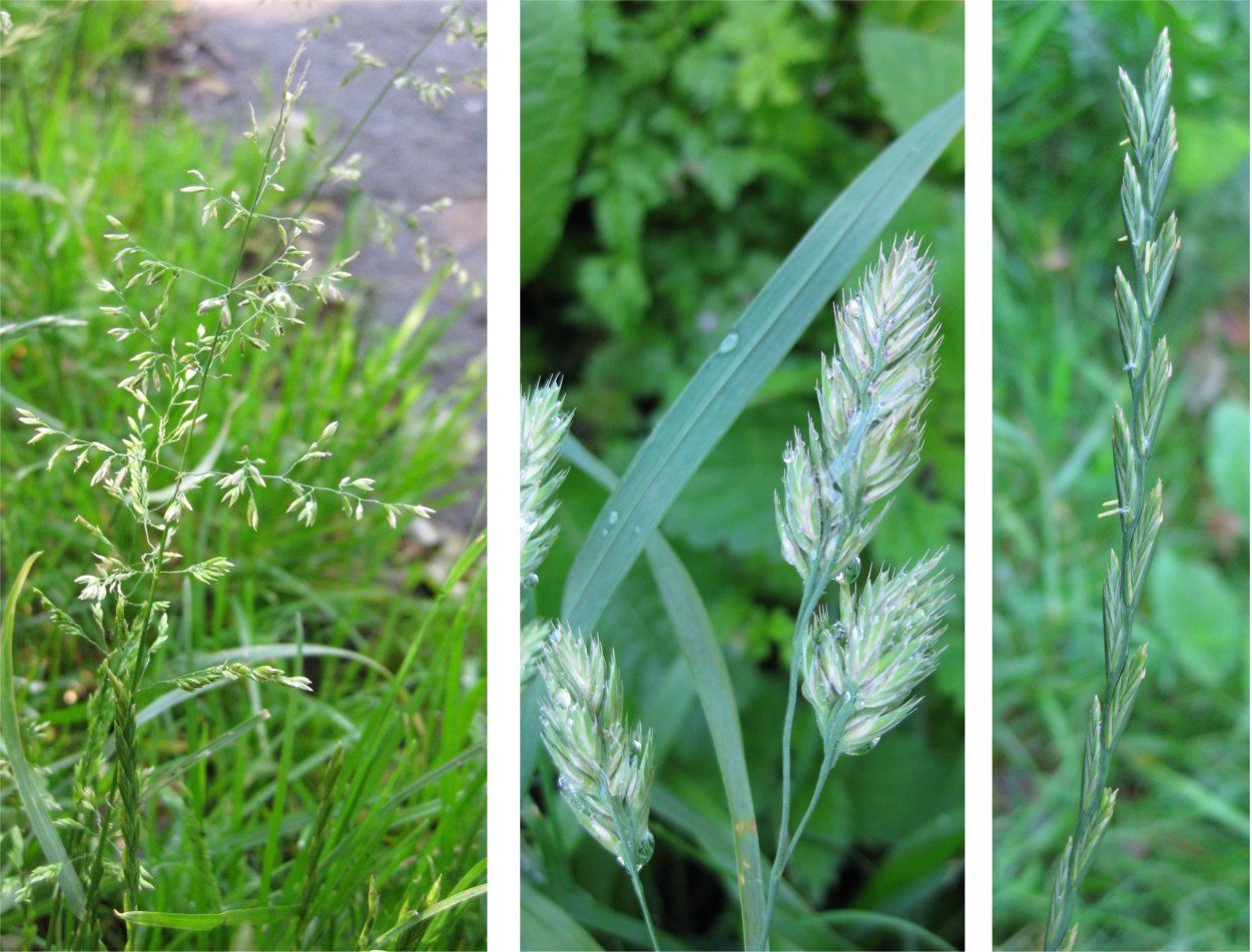 Луговое растение трясунка