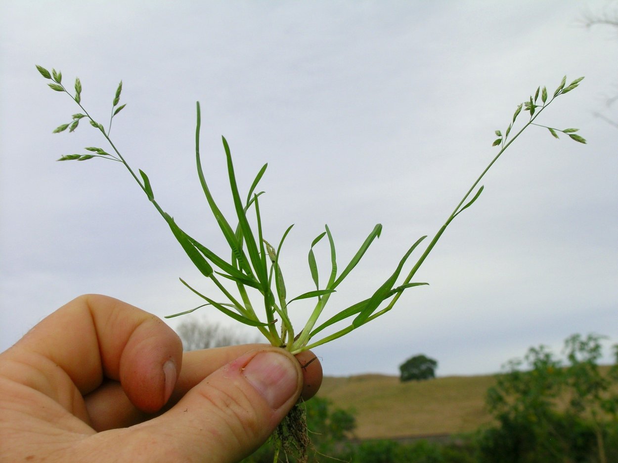 Овсяница красная (Festuca rubra)