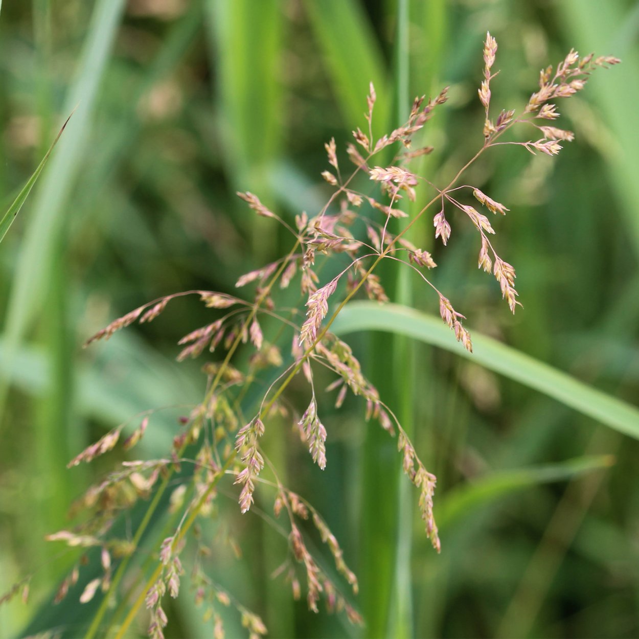 Овсяница Луговая Свердловская 37