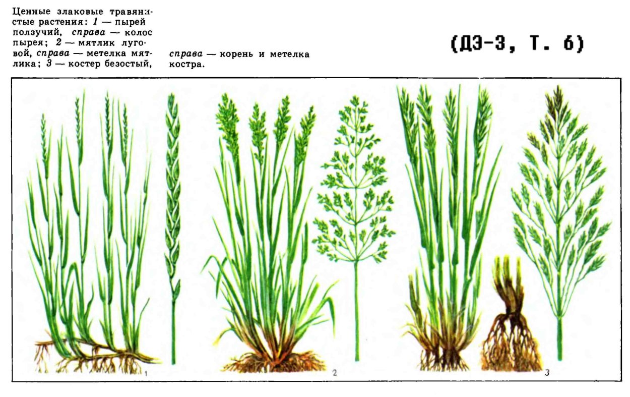 Мятлик расставленный (POA remota)