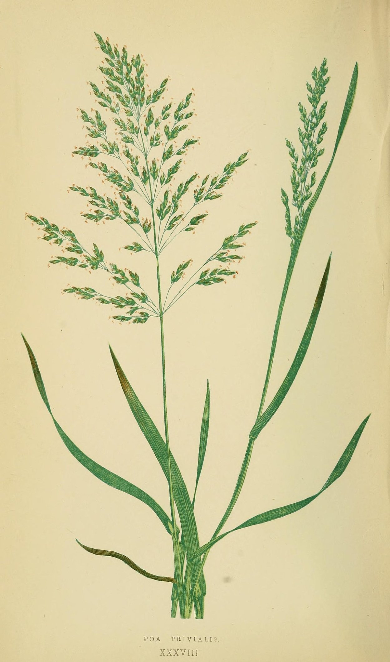 Мятлик Дубравный