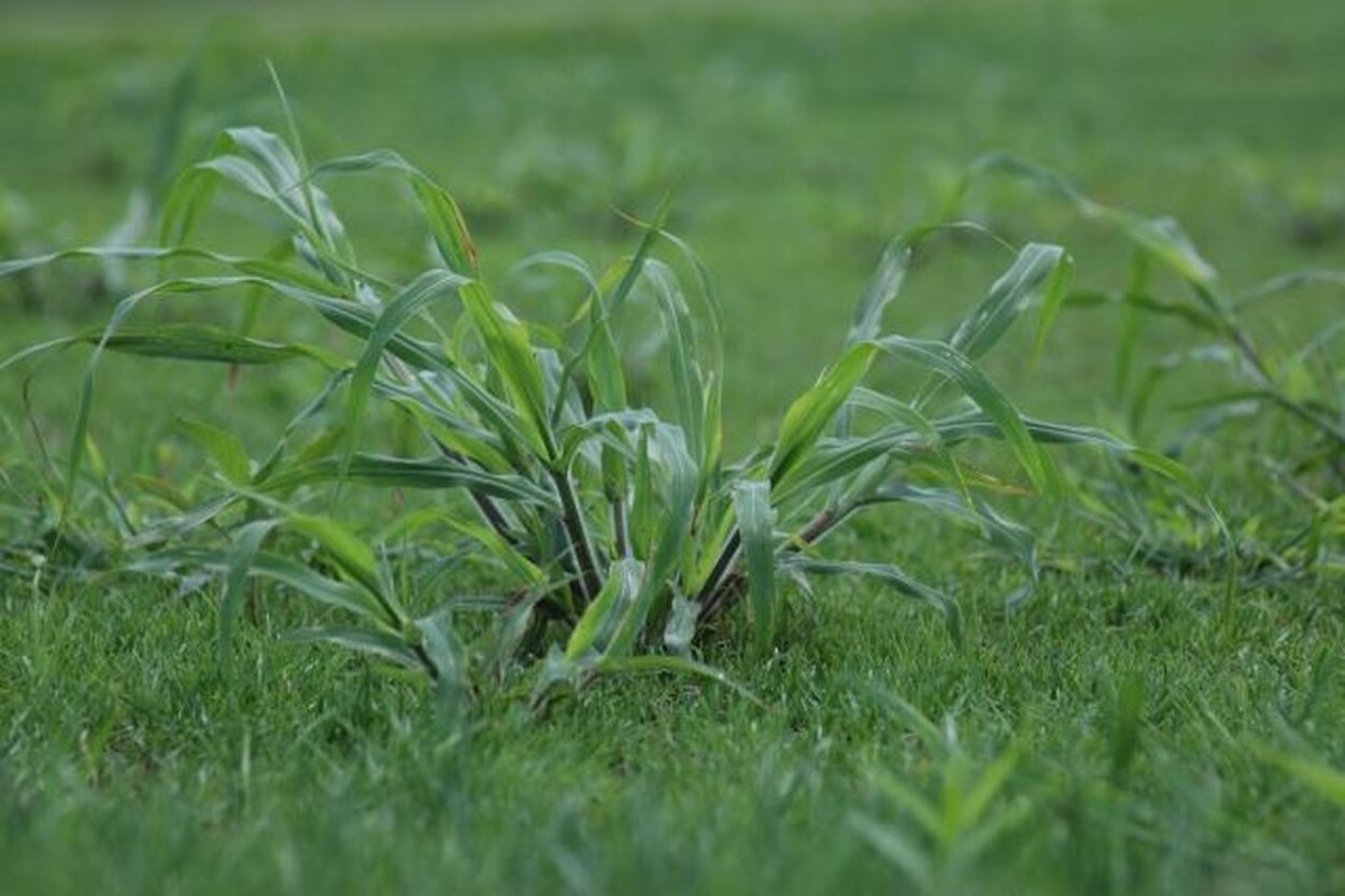 Мятлик Луговой