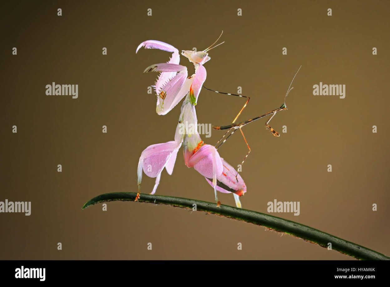 Богомол Вася