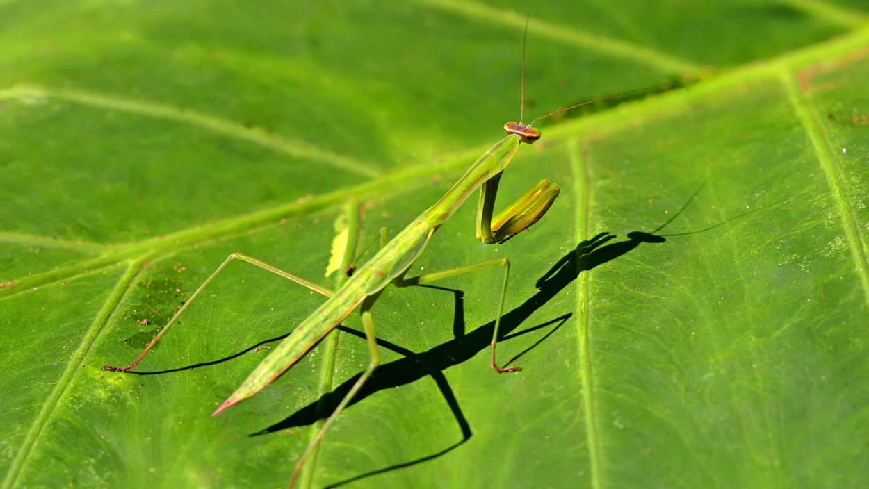 Богомол насекомое зеленый