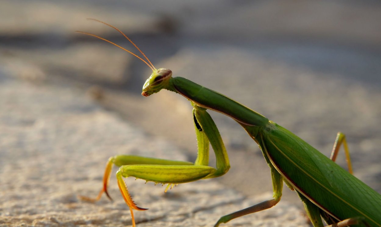 Ромбодера богомол