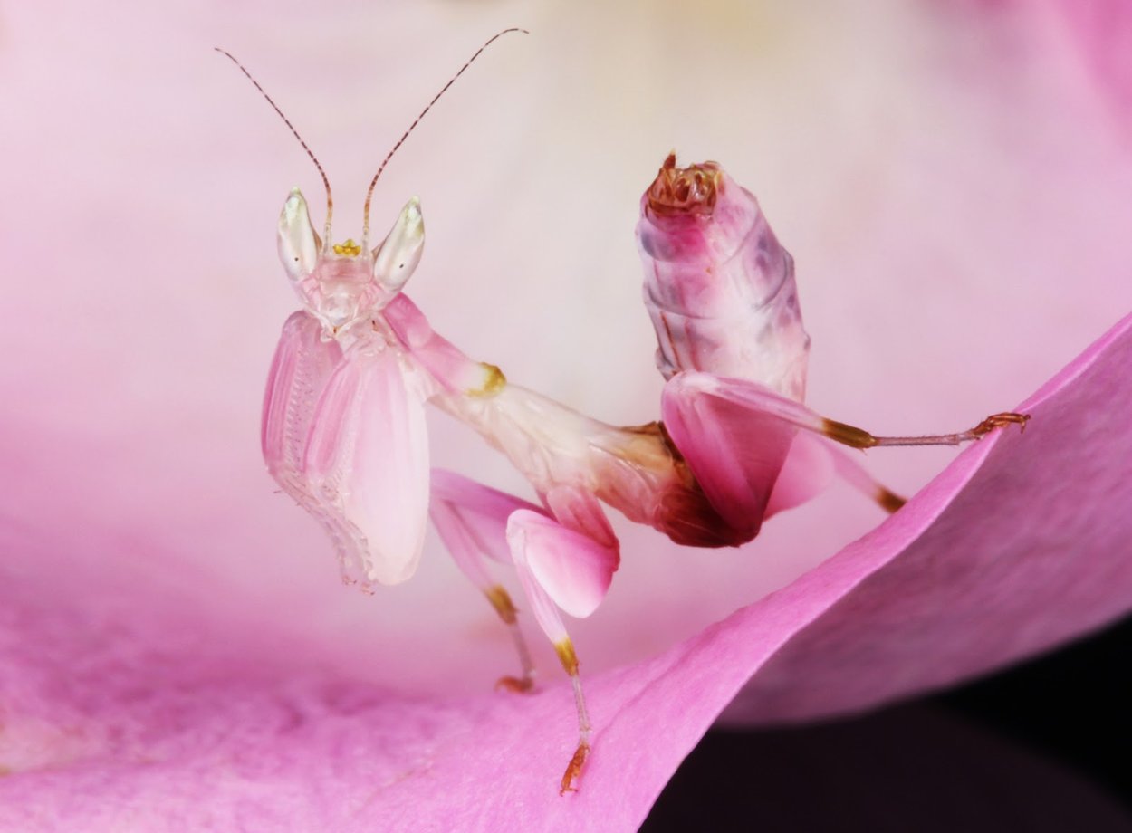 Малайзийский орхидейный богомол