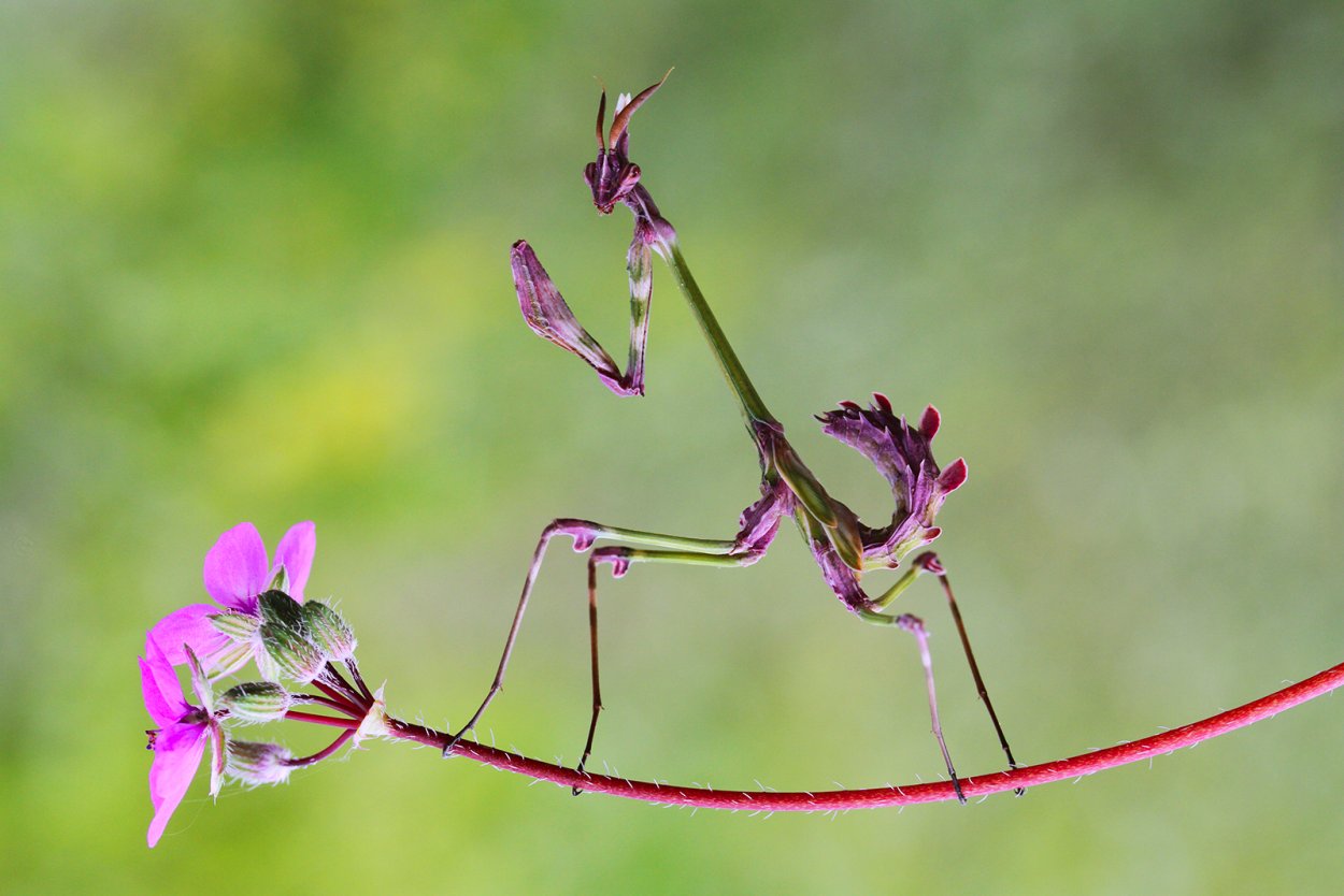 Макромир богомол