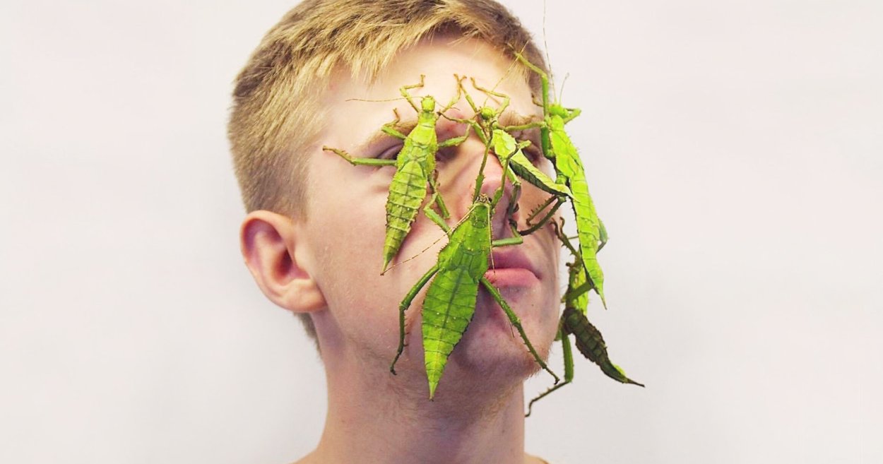 Индийский цветочный богомол