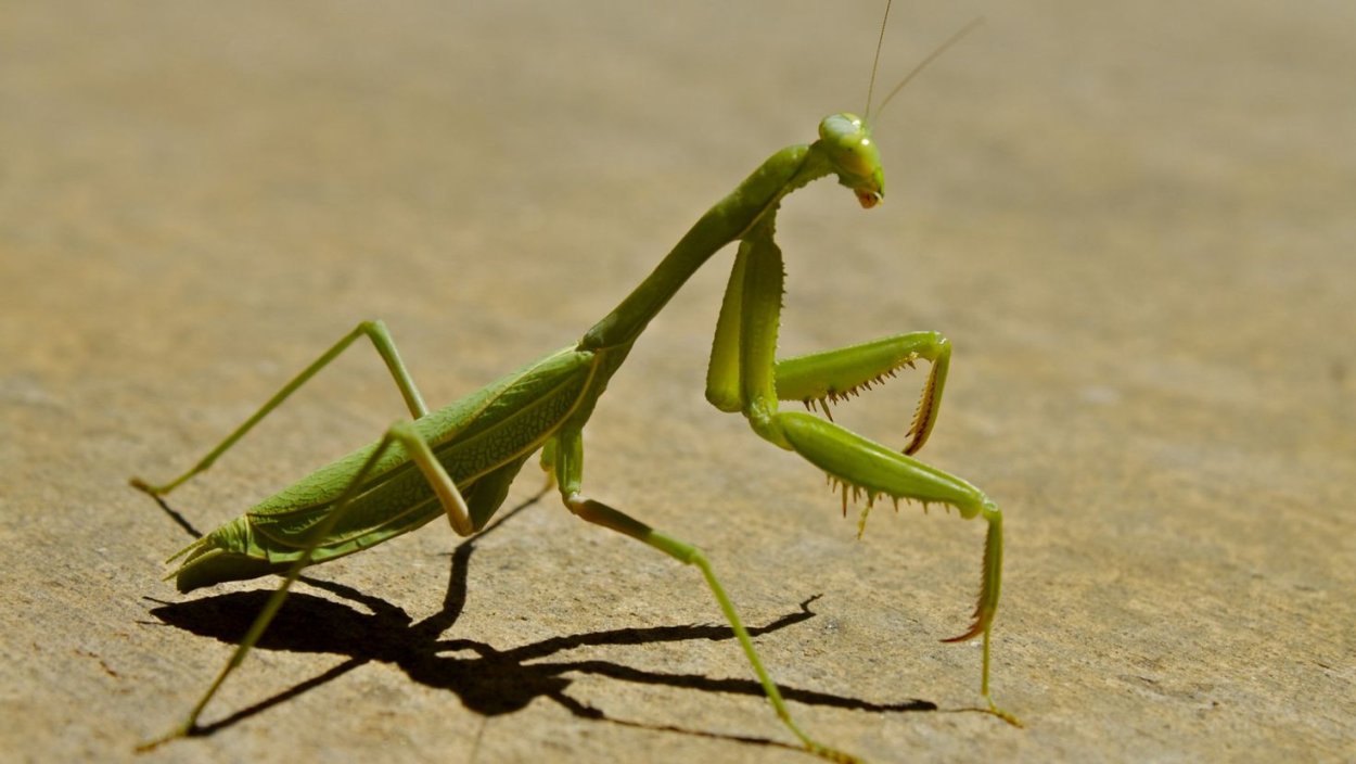 Богомолы разных цветов