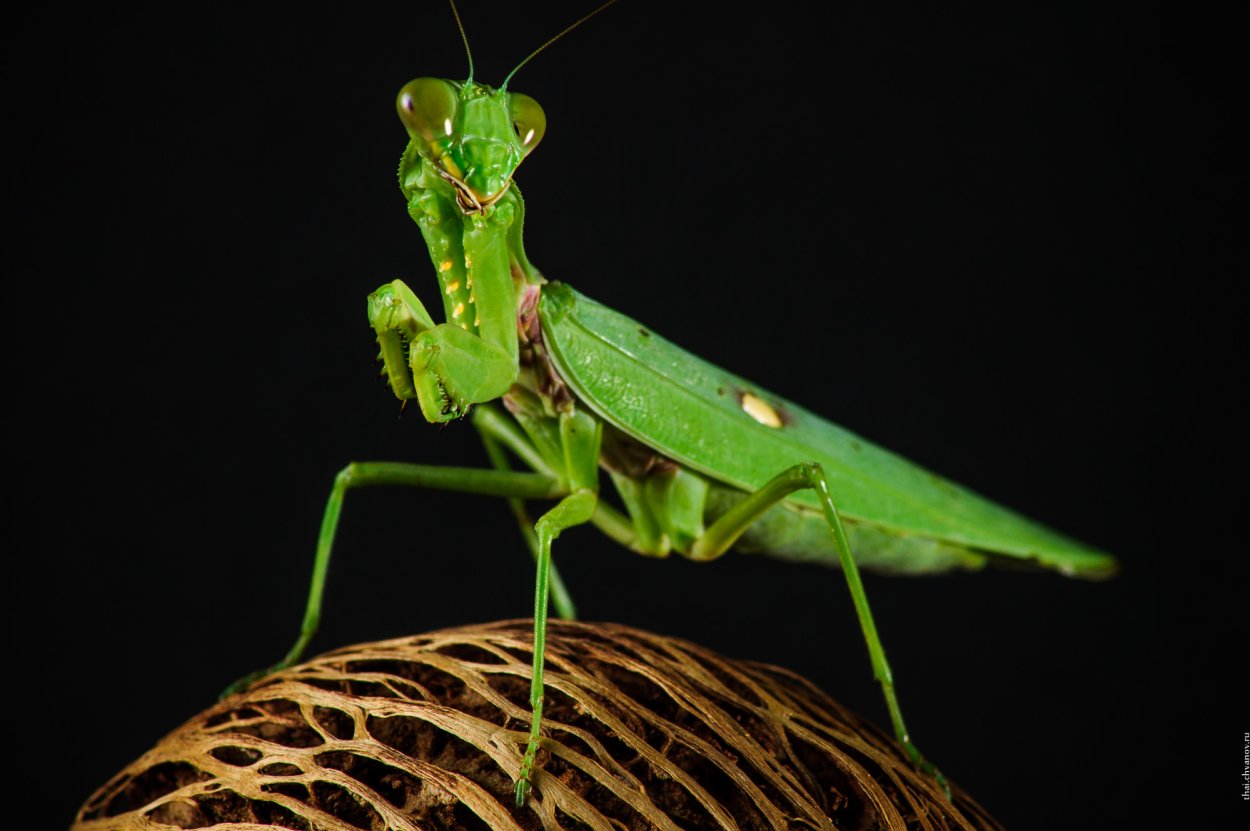 Розовый орхидейный богомол